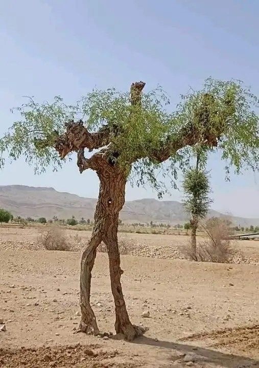 Парейдолия в искусстве