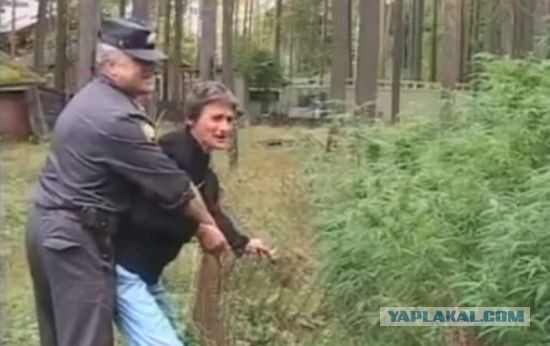 В Подмосковье нашли плантацию из 430 кустов конопли