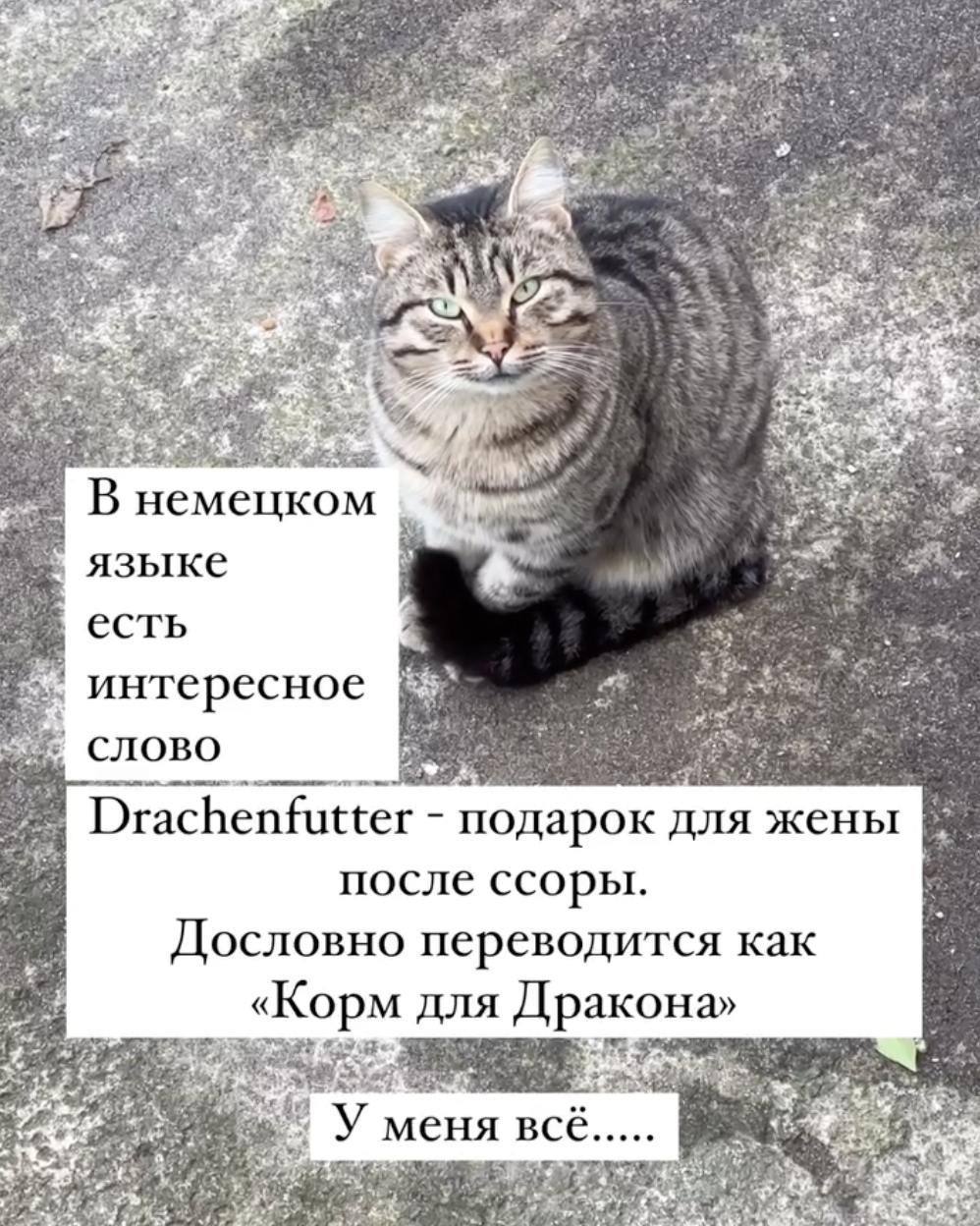 В немецком языке есть слово «Drachenfutter», которое означает «корм для дракона»