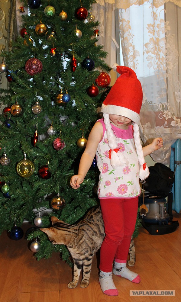 О бенгальских котах на наглядном примере