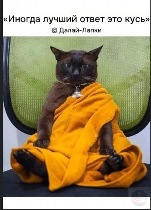 К котовторнику.