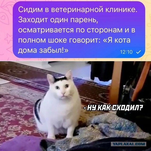 К котовторнику: подборка картинок-баянов с котиками и про котиков. Выпуск 13