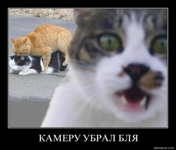 Немного баянчиков на вечер