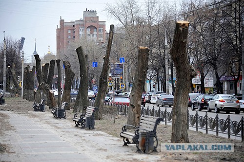 В России проведут перепись воробьев