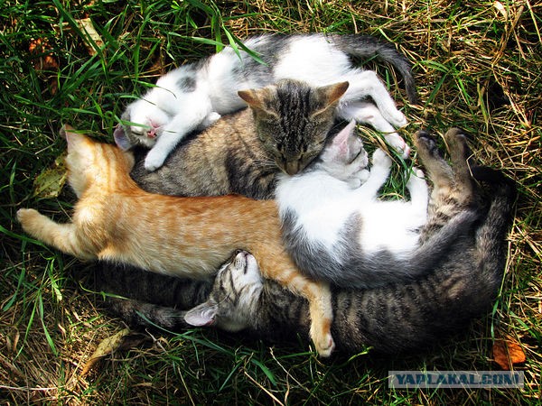 Котовторник на 24.09.2013г