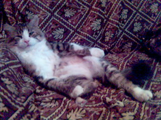 Кот барсик
