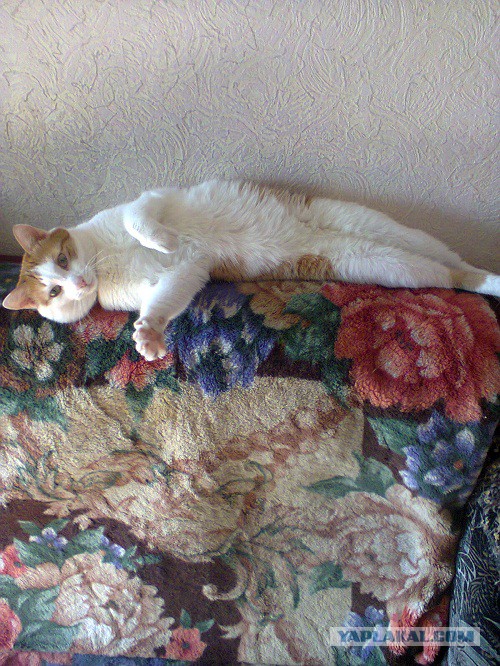 Котовторник 26.11.2013