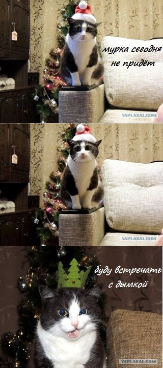 Котовторник   31.12.  2013
