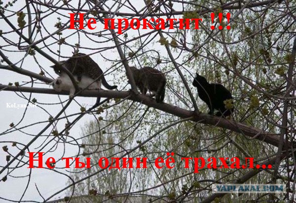 Демотиваторы.