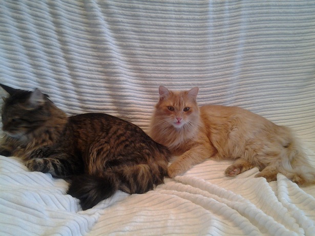 Котовторник 01.04.2014