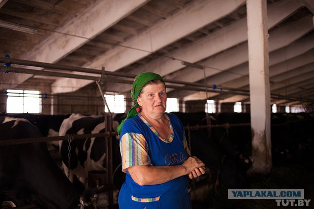 Коровам обрезали рога и в головах завелись черви..