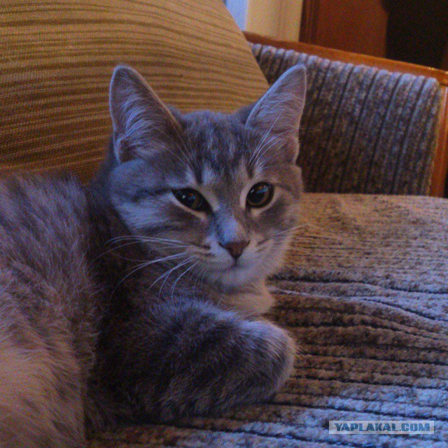 Котовторник 23.09.2014.