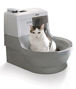 Антикот