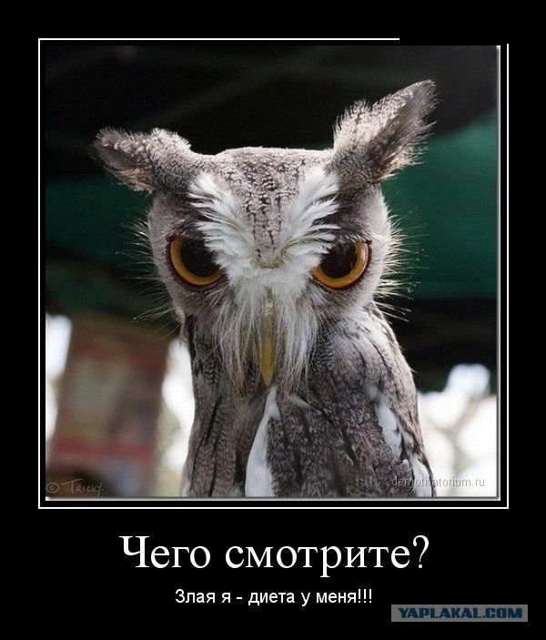 Совы