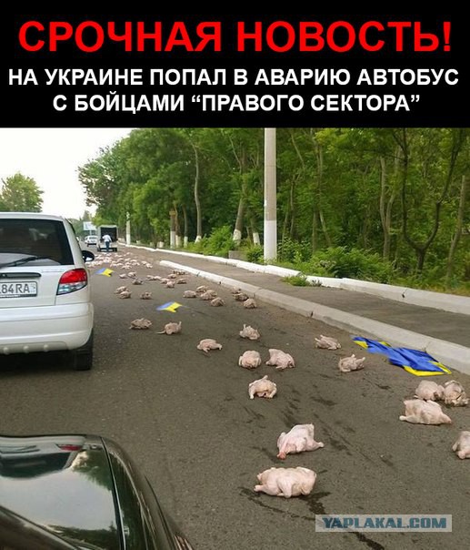 Солянка политическая #6