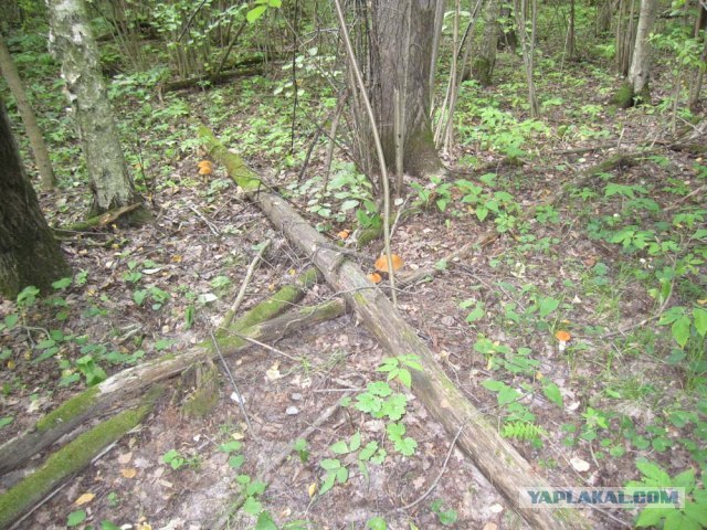 Золотая осень