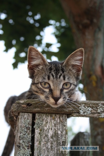 Котовторник 18.08.2015