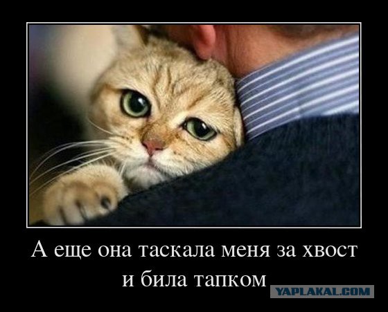 Прикольные коты