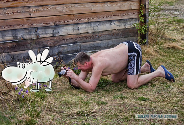Жаба: Фотолюбитель