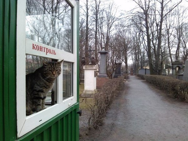 Весёлые картинки