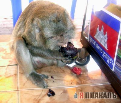 ОБЕЗЬЯНЫ. Все про обезьян