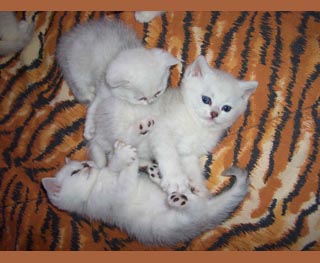 Коты, кошки, котята