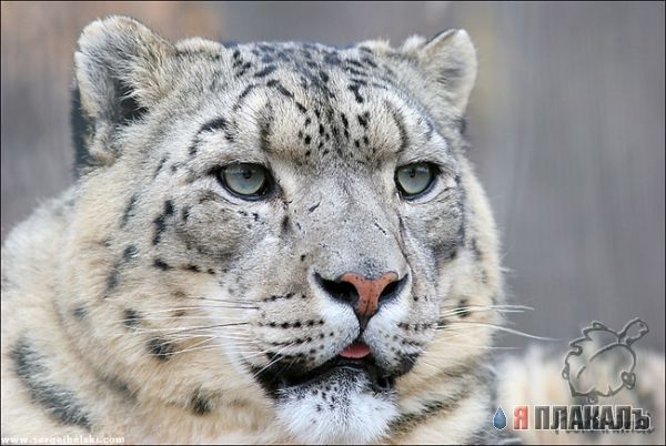 ДИКИЕ КОШКИ