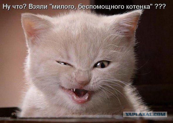 Смешные картинки