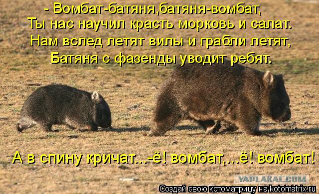 Порция картинок из сети
