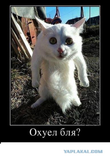 Кошка напала на семерых питбулей и их хозяйку