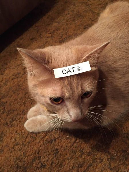 Коты из сети
