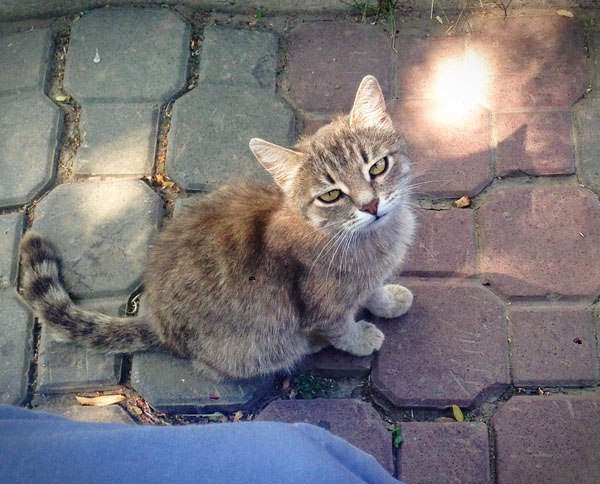 Коты из сети