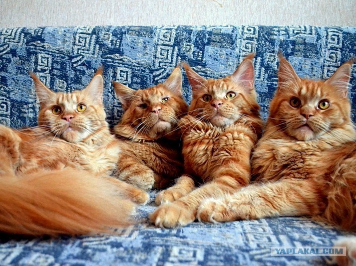 Семья Котов Фото