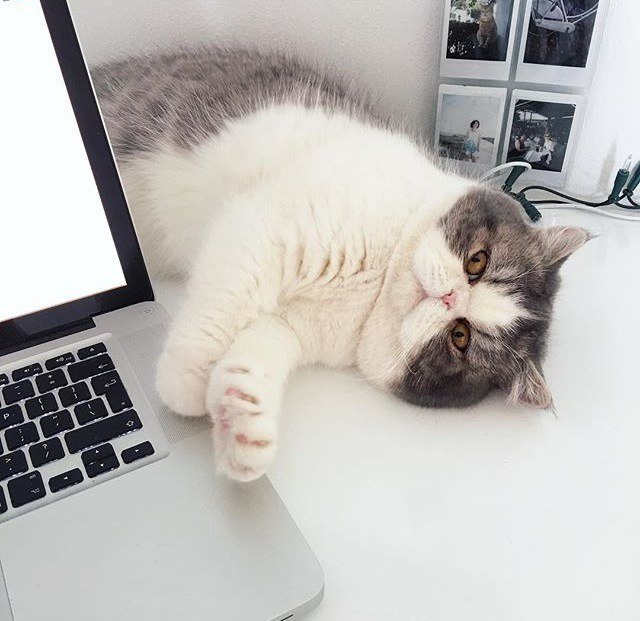 Коты и Кошки