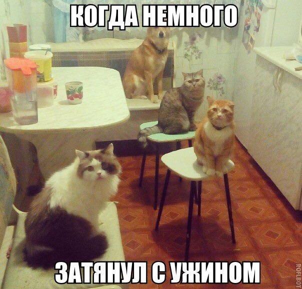 Подборка безудержного веселья