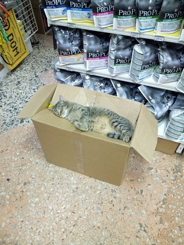 Коты и Кошки