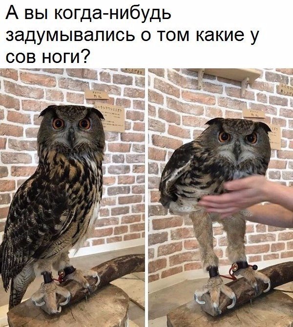 Подборка забавных животных