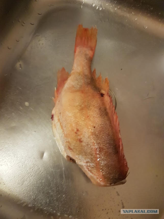 Окунь пбг 300. Морские окуни скорпеновые. Красноперый окунь морской. Морской окунь баренцево море. Окунь морской пбг.