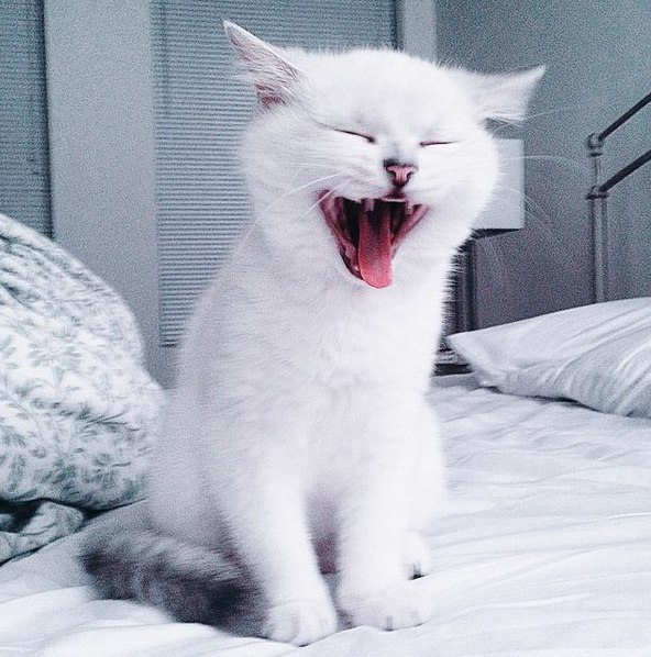 Коты и Кошки