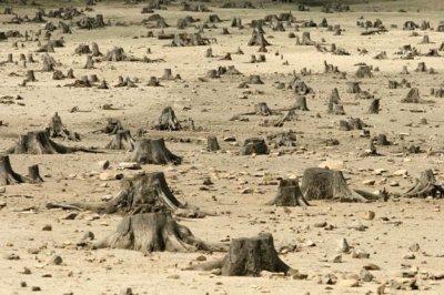 Китайская фирма арендовала 137 тысяч га томского леса на 49 лет