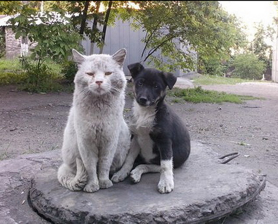 Отлов собак. Спасающие наши жизни