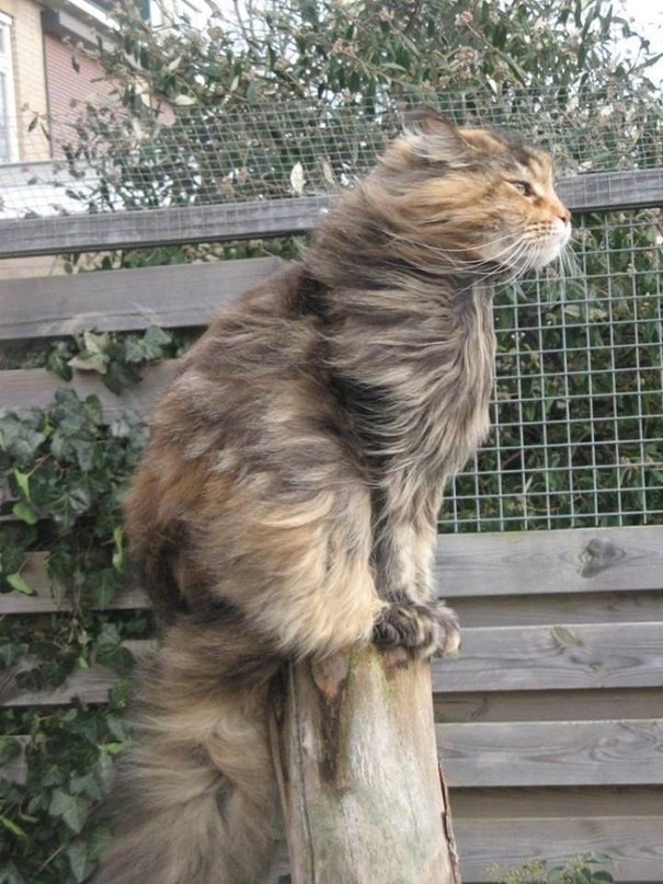 Кот без прикрас