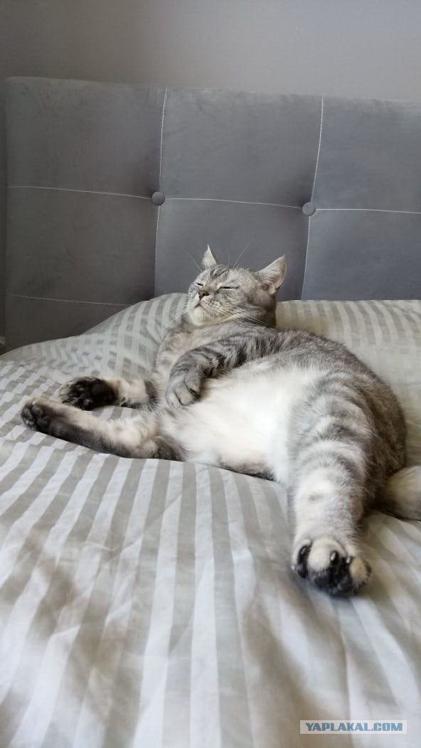 Котовторник 05.06.2018