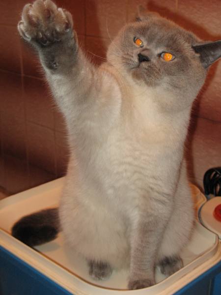 Уррааа! Котовторник на ЯПлакалъ!