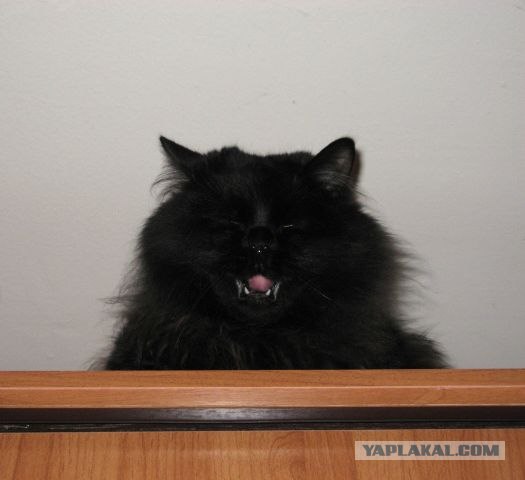 А как же котовторник?