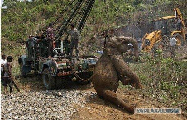 Операция по спасению слоненка