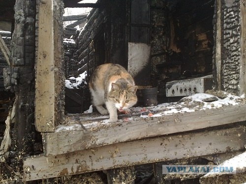 Кот - погорелец