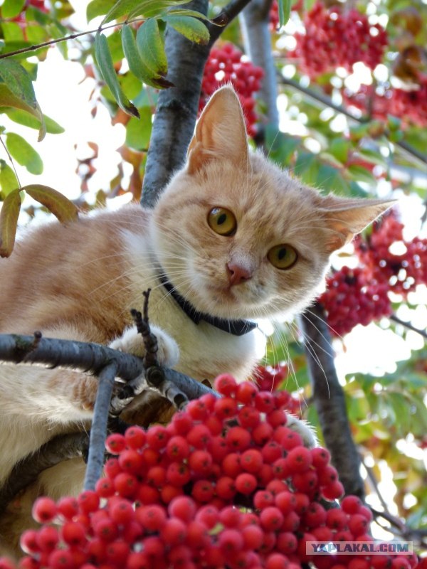 Котейкин вторник! Космический 12.04!