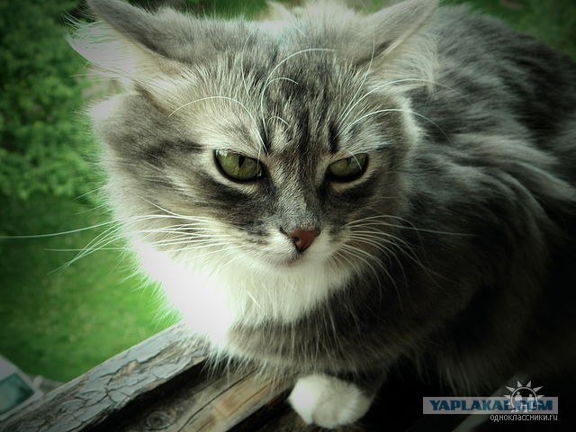Котовторник 06.12.2011