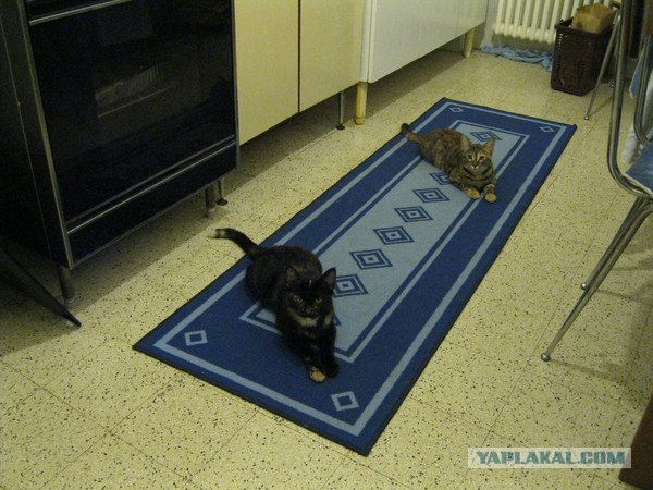 Котовторник 20.12.2011